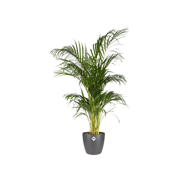 Image of Topf Brüssel Rund Anthrazit – Blumentopf Ø30cm x Höhe 27cm – Moderner Pflanzentopf für Zimmerpflanzen & Garten-2