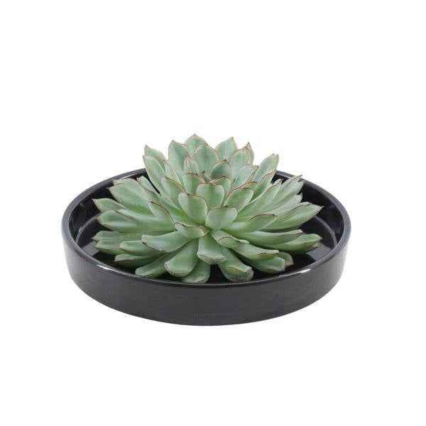Image of Sukkulente – Echeveria pulidonis ROOTLESS – Ø20cm Schale Schwarz – Zimmerpflanze ohne Wurzeln – Pflegeleichte Schnitt-0