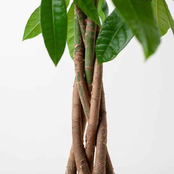 Image of Pachira Aquatica 80cm – Glückskastanie Zimmerpflanze Ø21cm im naturfarbenen Seegras – Korb Sofia – Geldbaum mit geflochtenem Stamm-3