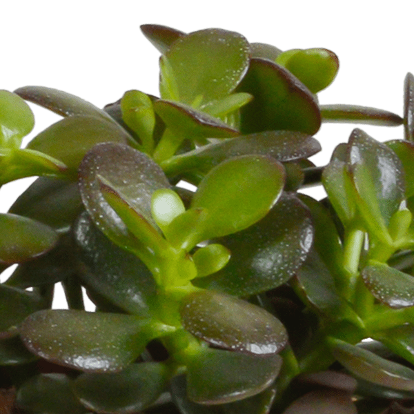 Image of Crassula Mix – Dickblatt 3 Pflanzen – Ø10,5cm Zimmerpflanzen im Terrakotta – Topf – Verschiedene Sukkulenten im mediterranen Tontopf-1