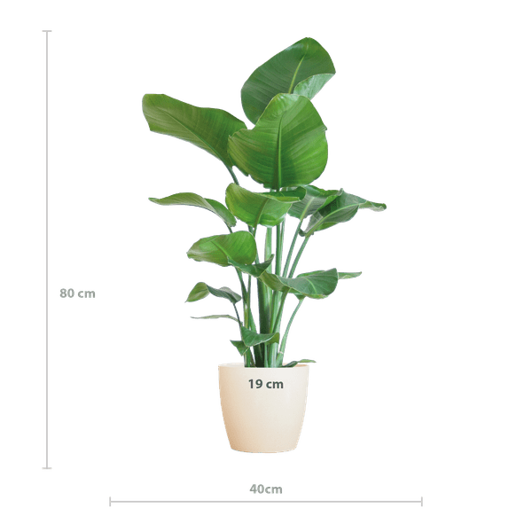 Image of Strelitzia Nicolai – Baum – Strelitzie – Zimmerpflanze – 80cm – Ø21cm – inkl. Übertopf – Große Blätter, tropisches Flair, pflegeleicht-1