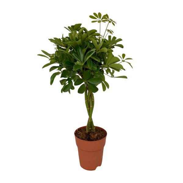 Image of Strahlenaralie Schefflera Compacta Zimmerpflanze Ø19cm ↕80cm – pflegeleichte Grünpflanze für Wohnzimmer, Büro & helle Standorte kaufen-0