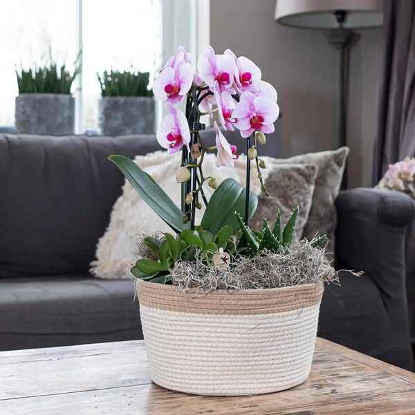 Image of Rosa Phalaenopsis Orchidee – Niagara Fall – Ø12cm Höhe55-60cm – Blühende Zimmerpflanze mit großen rosa Blüten – Elegante Orchidee als Geschenk & Deko