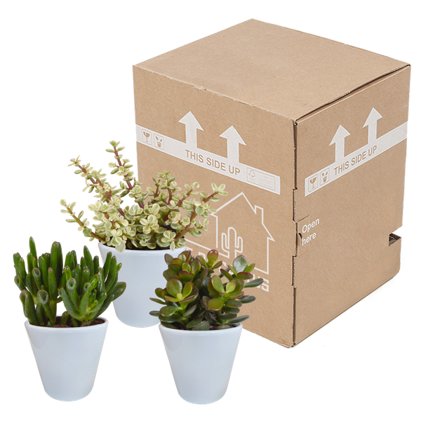 Image of Sukkulenten Mix 3 Pflanzen Ø8,5cm – pflegeleichtes Pflanzen Set für Urban Jungle, Fensterbank, Wohnzimmer & Büro