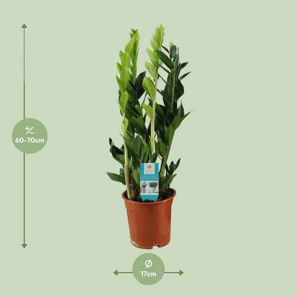 Image of Glücksfeder Zamioculcas Zamiifolia Zimmerpflanze Ø17cm ↕65cm – pflegeleichte Grünpflanze für Wohnzimmer, Büro & helle Standorte kaufen-1