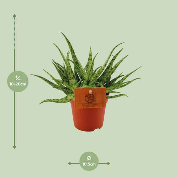 Image of Sukkulente – Aloe Spider – Zimmerpflanze – Ø10,5cm – ↕15cm – Pflegeleichte Grünpflanze mit dekorativen stacheligen Blättern – Ideal für sonnige Standorte-1