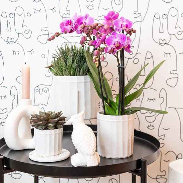 Image of Phalaenopsis – Orchidee Mineral Vienna – Rosa – Ø9cm – Blühende Zimmerpflanze – 2-3 Zweige – Natürliche Farbpracht
