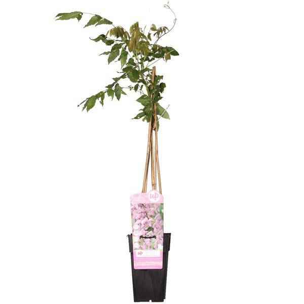 Image of Rosa Blauregen Wisteria floribunda ‘Rosea’ Gartenpflanze Ø15cm ↕65cm – winterharte Pflanze für Garten, Balkon, Terrasse, Kübel & Beet online-0