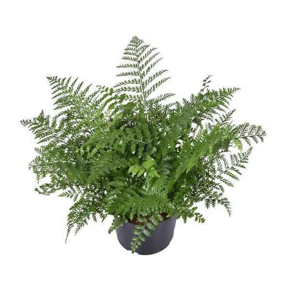 Image of Nestfarn – Asplenium Parvati – Zimmerpflanze – Ø23cm – 55cm hoch – pflegeleichte Grünpflanze für Innenräume – dekorativer Farn für Wohnzimmer & Büro-0