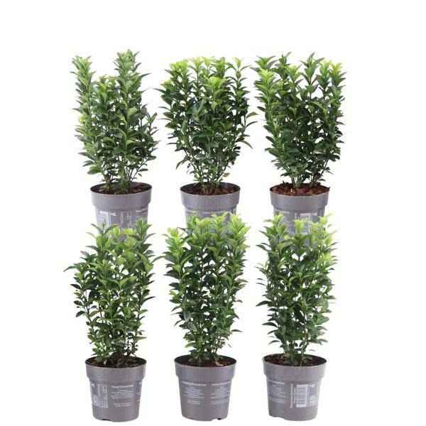 Image of Grüne Spindelstrauchhecke – Euonymus japonicus 'Green Spire' – 6 winterharte Heckenpflanzen – Immergrüne Gartenhecke – Sichtschutz ca. 1 Meter-0