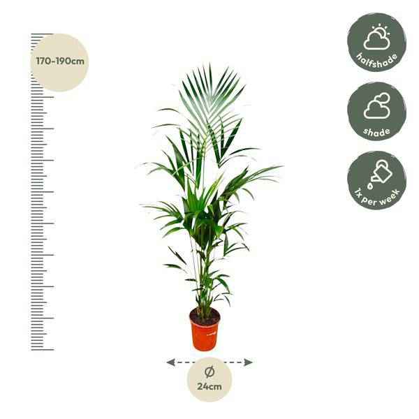 Image of Kentia-Palme – Howea forsteriana – 180 cm hoch – Ø24 cm – Elegante Zimmerpalme – Luftreinigend & pflegeleicht – Für Wohnzimmer, Büro & Wintergarten