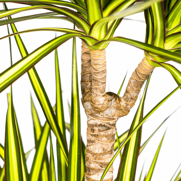 Image of Dracaena marginata Sunray – Drachenbaum – Zimmerpflanze – Ø24cm – ↕130-150cm – Tropische Pflanze für hellen Innenbereich-2