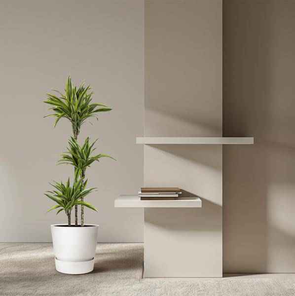 Image of Drachenbaum Zimmerpflanze Ø24cm ↕140cm – pflegeleichte Grünpflanze für Wohnzimmer, Büro & helle Standorte kaufen-3