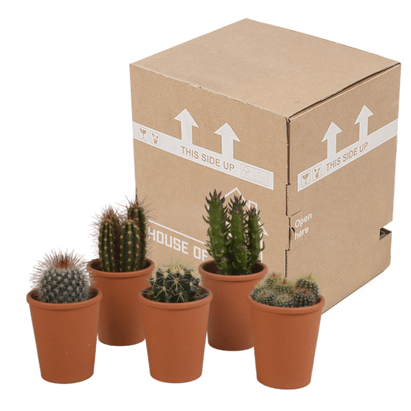Image of Sukkulenten & Kakteen Mix 5 Pflanzen Ø5,5cm – pflegeleichtes Pflanzen Set für Urban Jungle, Fensterbank, Wohnzimmer & Büro