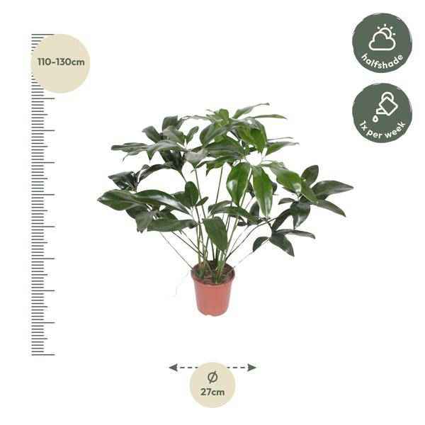 Image of Baumfreund – Philodendron Green Wonder – Zimmerpflanze – 120cm – Ø27cm – tropische Kletterpflanze mit großen herzförmigen Blättern-1