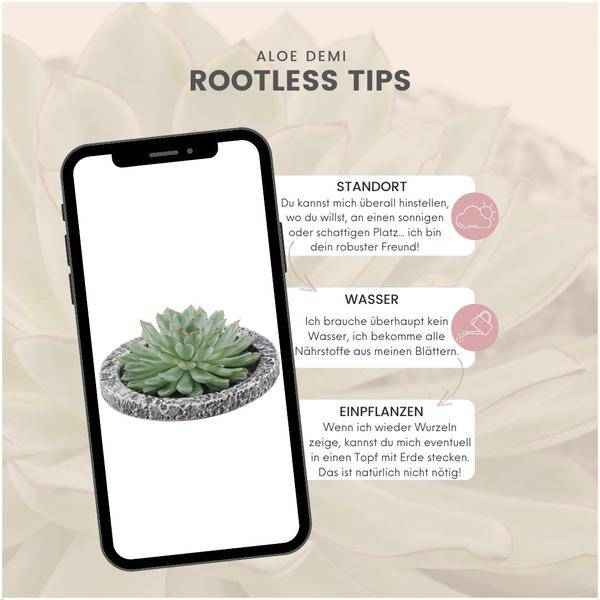 Image of Sukkulente Echeveria pulidonis Rootless Zimmerpflanze Ø20cm – pflegeleichte Sukkulente für Wohnzimmer, Büro & helle Standorte kaufen-4