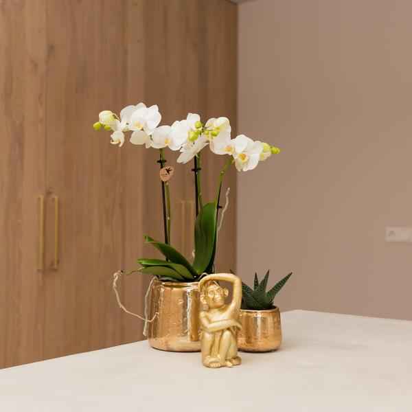 Image of Ornament Dekoskulptur Sitzender Affe – Gold – Handgefertigte Polystone – Figur – 13cm – Verspieltes Dekoaccessoire für Zuhause und Pflanzensets-1