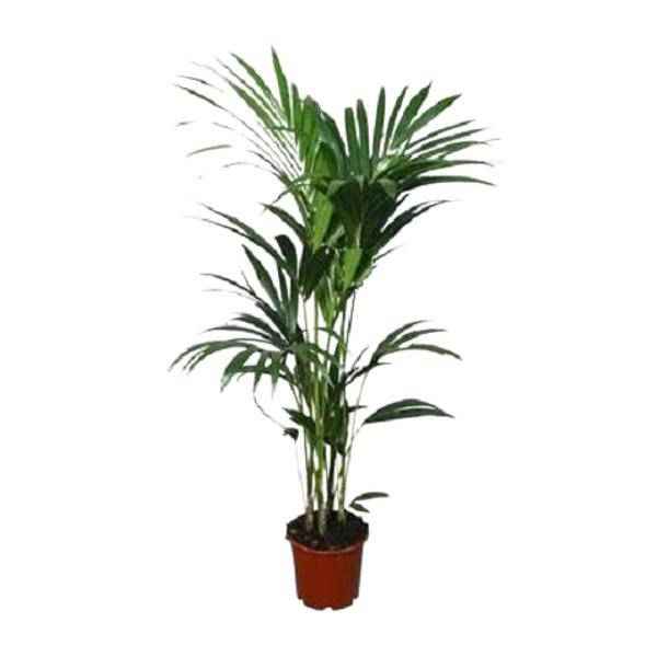 Image of Kentia – Palme (Howea forsteriana) – Zimmerpflanze – Ø22cm – 120cm hoch – Luftreinigend & Pflegeleicht-0