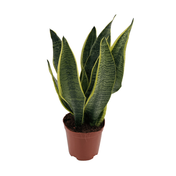 Image of Bogenhanf – Sansevieria Superba – Zimmerpflanze – Ø12cm x ↕40cm – Pflegeleichte Grünpflanze für Innenräume – Luftreinigende Dekopflanze