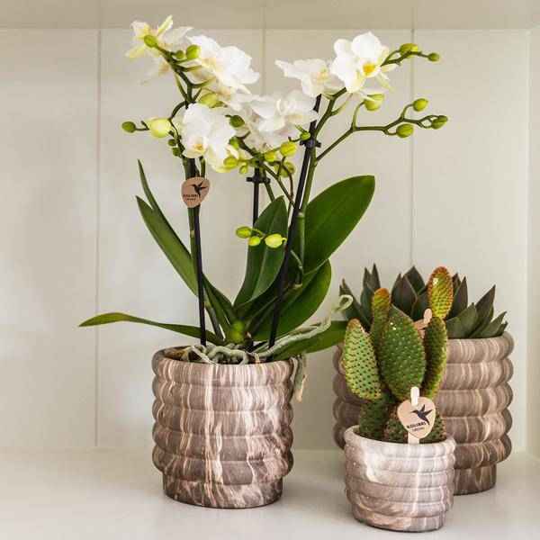 Image of Marmor – Topf Dunkel – Ø6cm – Keramik Blumentopf mit edler Marmoroptik – Mini Dekotopf für kleine Zimmerpflanzen, Sukkulenten & Kakteen-1