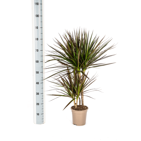 Image of Dracaena Marginata Magenta – Drachenbaum – Zimmerpflanze – Ø17cm – ↕50-70cm – Pflegeleichte Grünpflanze mit roten Blatträndern-3