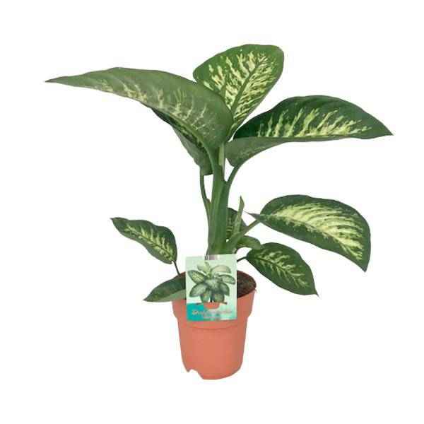 Image of Dieffenbachia seguine Tropic Snow – Zimmerpflanze – Ø19cm – ↕70cm – immergrüne Blattschmuckpflanze mit gemusterten Blättern-0
