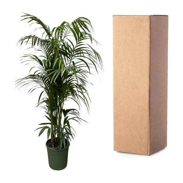 Image of Kentia – Palme – Howea forsteriana – Zimmerpflanze 230cm – Ø38cm – Exklusive XXL – Palme mit eleganten Wedeln – Pflegeleicht-2