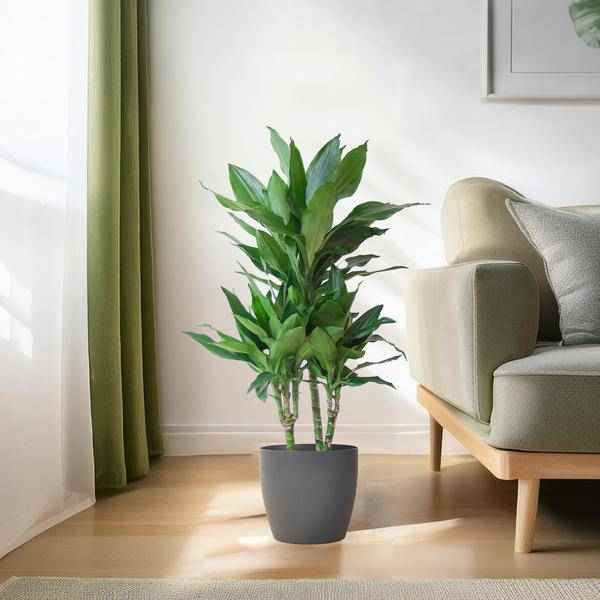 Image of Dracaena Janet Lind 95cm – Drachenbaum Zimmerpflanze Ø21cm – pflegeleichte grüne Pflanze mit Viber Topf Grau-2