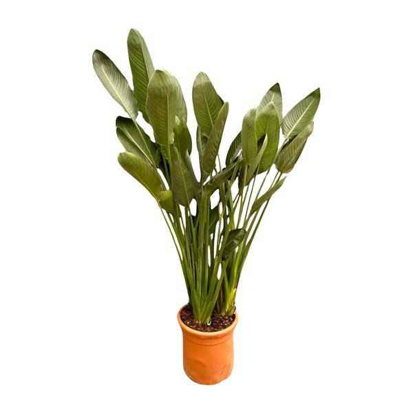 Image of Strelitzia Reginae – Paradiesvogelblume – Zimmerpflanze 180cm – Ø50cm – Exotische Kübelpflanze mit orangefarbenen Blüten – Pflegeleicht