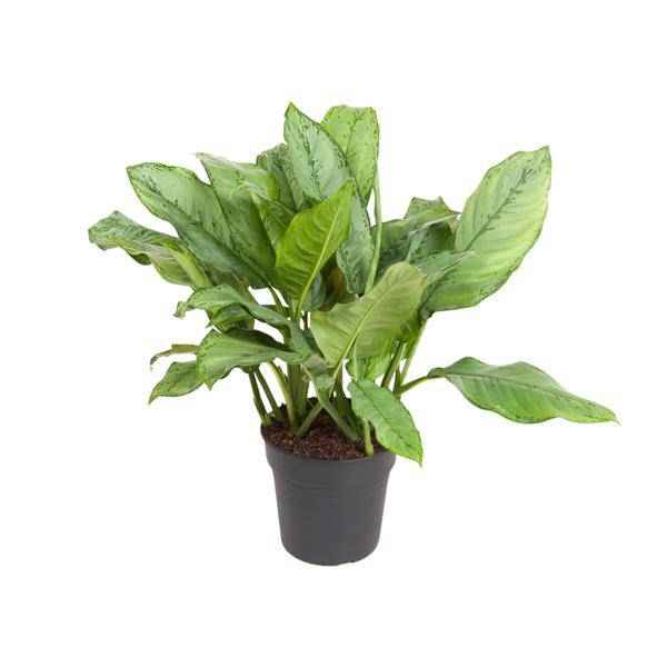Image of Kolbenfaden Aglaonema B.J. Freedman Zimmerpflanze Ø24cm ↕70cm – pflegeleichte Grünpflanze für Wohnzimmer, Büro & helle Standorte kaufen