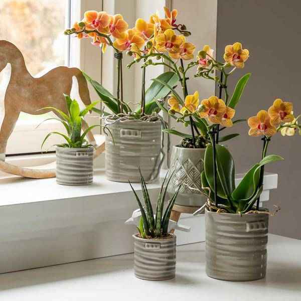 Image of Phalaenopsis Orchid Orange Jamaica Zimmerpflanze Ø9cm – blühende Orchidee für Wohnzimmer, Büro & helle Standorte kaufen-1