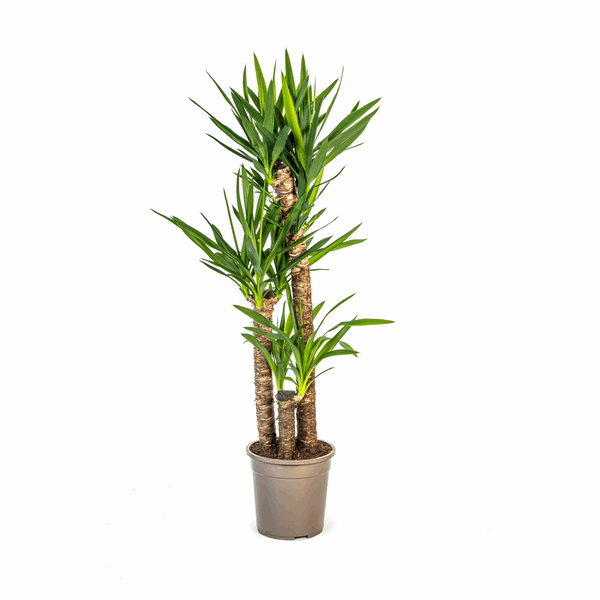 Image of Yucca Elephantipes – Riesen – Palmlilie – Zimmerpflanze Ø24cm ↕120-140cm – Robust & pflegeleicht – Schwertförmige Blätter – Modernes Design-0