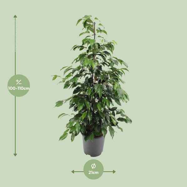 Image of Birkenfeige – Ficus benjamina Danielle – Ø21cm – ca. 95–105cm hoch – Zimmerpflanze mit glänzend grünen Blättern – Pflegeleichte & luftreinigende Grünpflanze-1