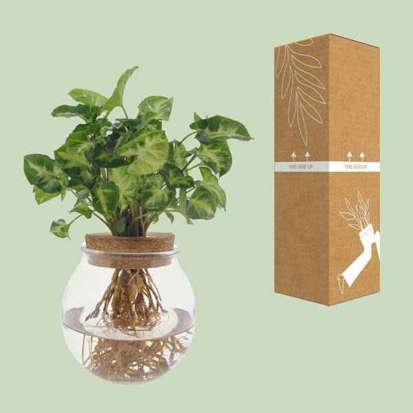 Image of Purpurtute Syngonium Pixie – Hydroponische Zimmerpflanze – Ø12cm – 30cm Höhe – dekoratives grünes Laub – Pflegeleicht