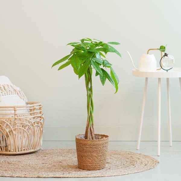 Image of Pachira Aquatica 80cm – Glückskastanie Zimmerpflanze Ø21cm im naturfarbenen Seegras – Korb Sofia – Geldbaum mit geflochtenem Stamm-2
