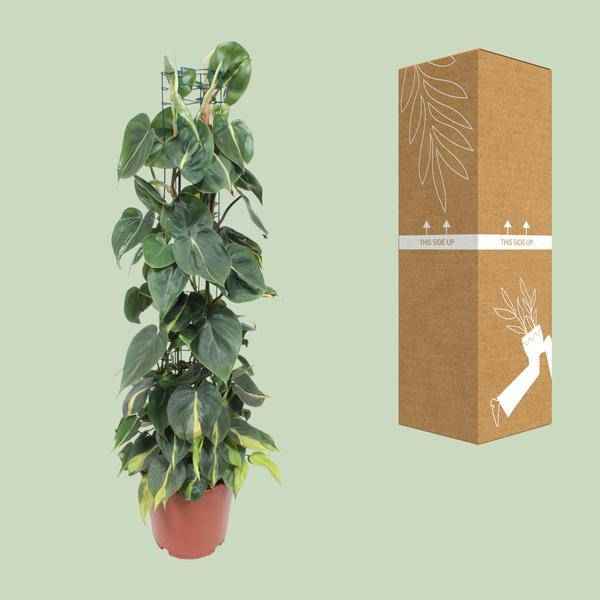Image of Philodendron Scandens Brasil – Baumfreund – Zimmerpflanze – Ø24cm ↕120cm – Herzblattpflanze mit grün – gelben Blättern – tropische Hängepflanze-2