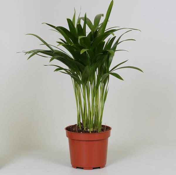 Image of Goldfruchtpalme Areca Dypsis – Ø12cm – 35cm hoch – Luftreinigende Zimmerpflanze – Pflegeleicht & Tropisches Flair-0