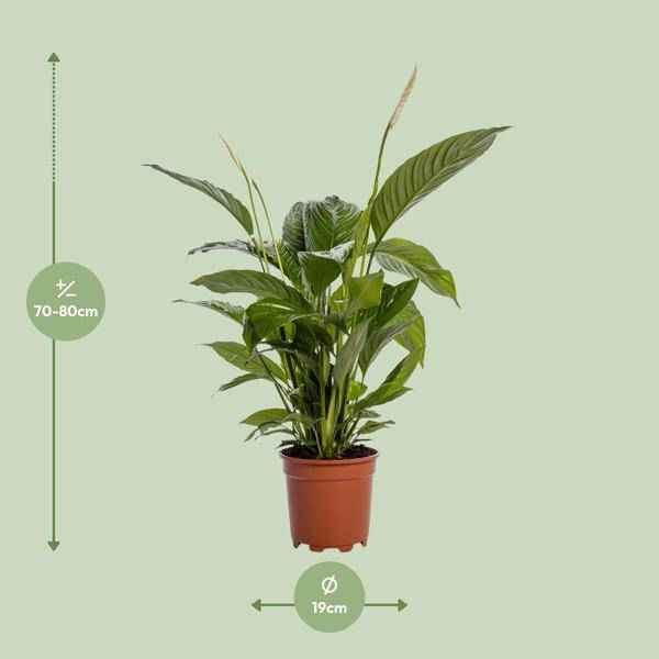 Image of Einblatt – Spathiphyllum Bingo Cupido – Zimmerpflanze – Ø19cm – ↕80cm – Friedenslilie mit weißen Blüten – Pflegeleichte & luftreinigende Grünpflanze-1