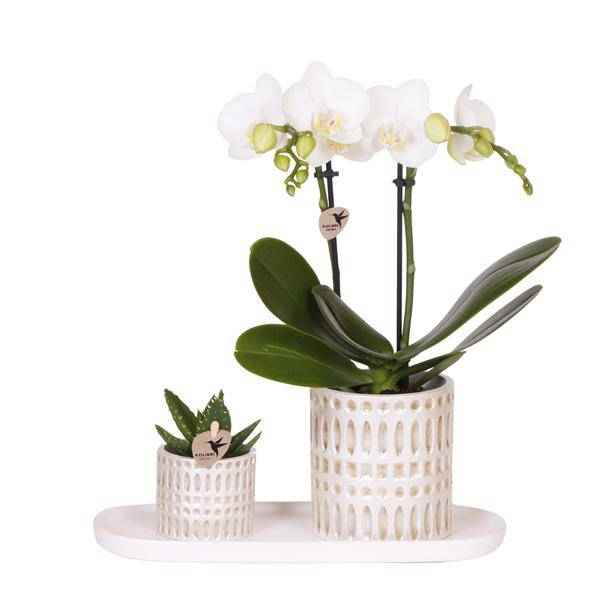 Image of Pflanzenset Weiße Phalaenopsis Orchidee Amabilis & Sukkulente – Keramiktöpfe Mosaik – Auf cremefarbenem organischem Tablett-0