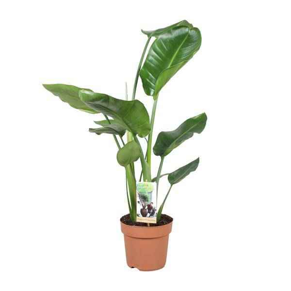 Image of Baum – Strelitzie – Strelitzia Nicolai – Riesenweiße Paradiesvogelblume – tropische Zimmerpflanze – pflegeleicht & dekorativ – Ø17cm – ca. 60cm hoch-0