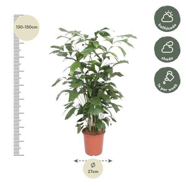 Image of Fischschwanzpalme – Caryota Mitis – Zimmerpflanze – 140cm – Ø27cm – Exotische Palme mit fächerförmigen Blättern für Wohnzimmer und Büro