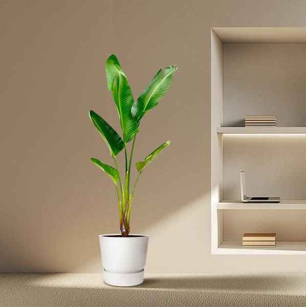 Image of Baum – Strelitzie – Strelitzia Augusta – Zimmerpflanze – 210cm – Ø30cm – Weißer Paradiesvogel mit großen Blättern für Wohnzimmer und Büro-4