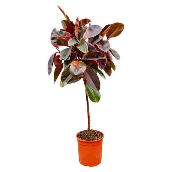 Image of Gummibaum Ficus Elastica Belize Zimmerpflanze Ø24cm ↕130cm – pflegeleichte Grünpflanze für Wohnzimmer, Büro & helle Standorte kaufen-0