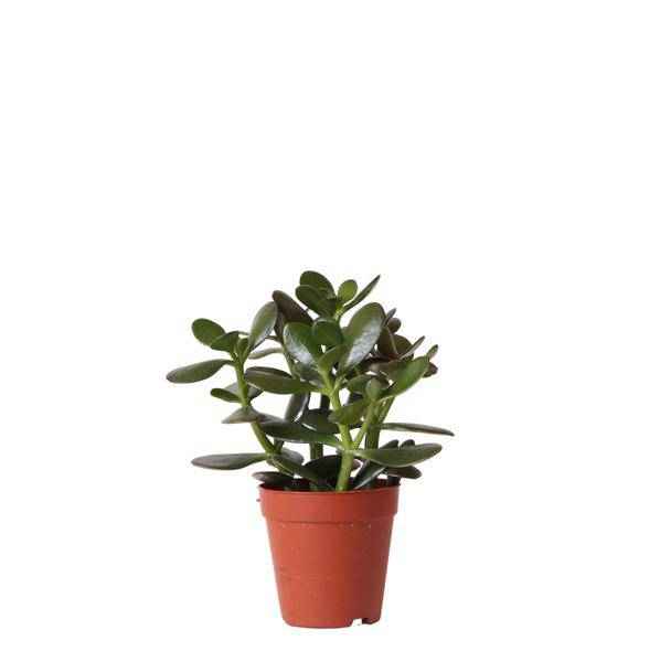 Image of Sukkulente Crassula Ovata – Ø9cm – Robuste Zimmerpflanze mit glänzenden Blättern – Pflegeleicht & dekorativ – Für Wohnzimmer, Büro & Bad