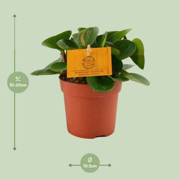 Image of Zwergpfeffer Peperomia Obtusifolia Zimmerpflanze Ø11cm ↕15cm – pflegeleichte Grünpflanze für Wohnzimmer, Büro & helle Standorte kaufen