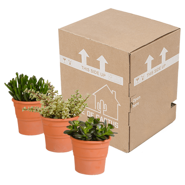 Image of Crassula Mix – Dickblatt 3 Pflanzen – Ø10,5cm Zimmerpflanzen im Terrakotta – Topf – Verschiedene Sukkulenten im mediterranen Tontopf-4