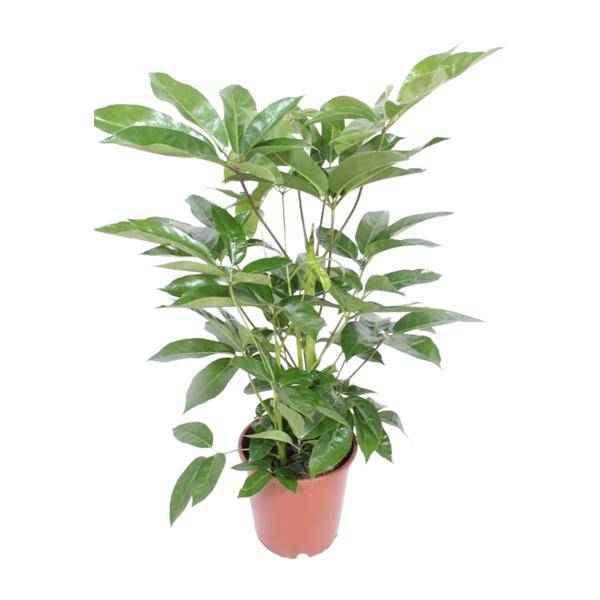 Image of Regenschirmbaum Schefflera Actinophylla Amate Zimmerpflanze Ø24cm ↕100cm – pflegeleichte Grünpflanze für Wohnzimmer, Büro & helle Standorte-0