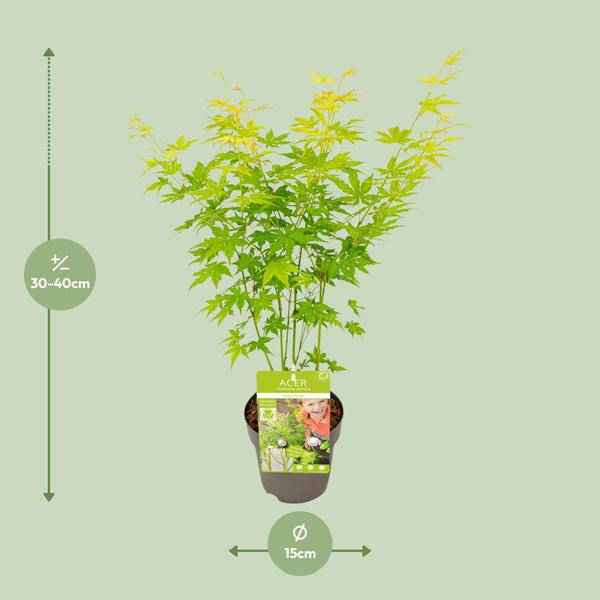 Image of Japanischer Fächerahorn Acer palmatum Going Green – ca. 30cm hoch Ø15cm – Zierahorn für Garten, Terrasse & Balkon – Pflanze-1