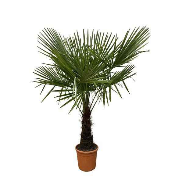 Image of Hanfpalme – Trachycarpus 180cm – Ø30cm – Immergrüne Palme mit fächerförmigen Blättern – Pflegeleicht
