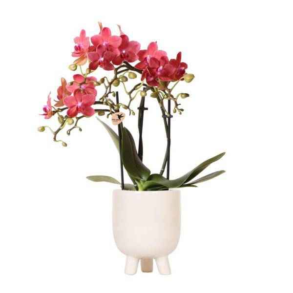 Image of Phalaenopsis Orchidee Rot Zimmerpflanze Ø9cm ↕40cm – blühende Orchidee für Wohnzimmer, Büro & helle Standorte kaufen-0